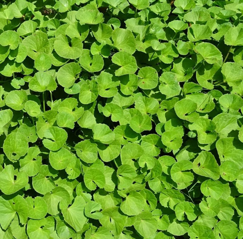 Centella asiatica