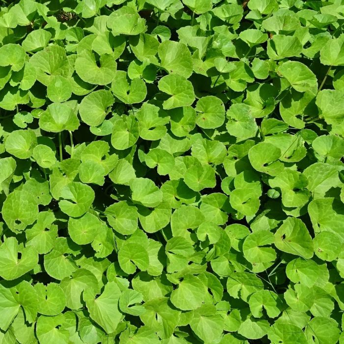 Centella asiatica