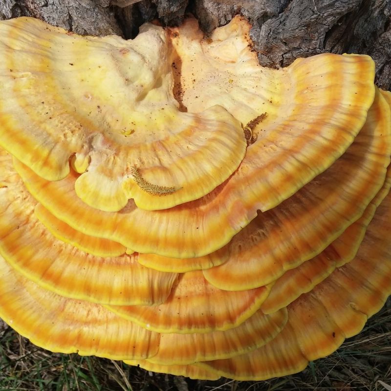 Reishi