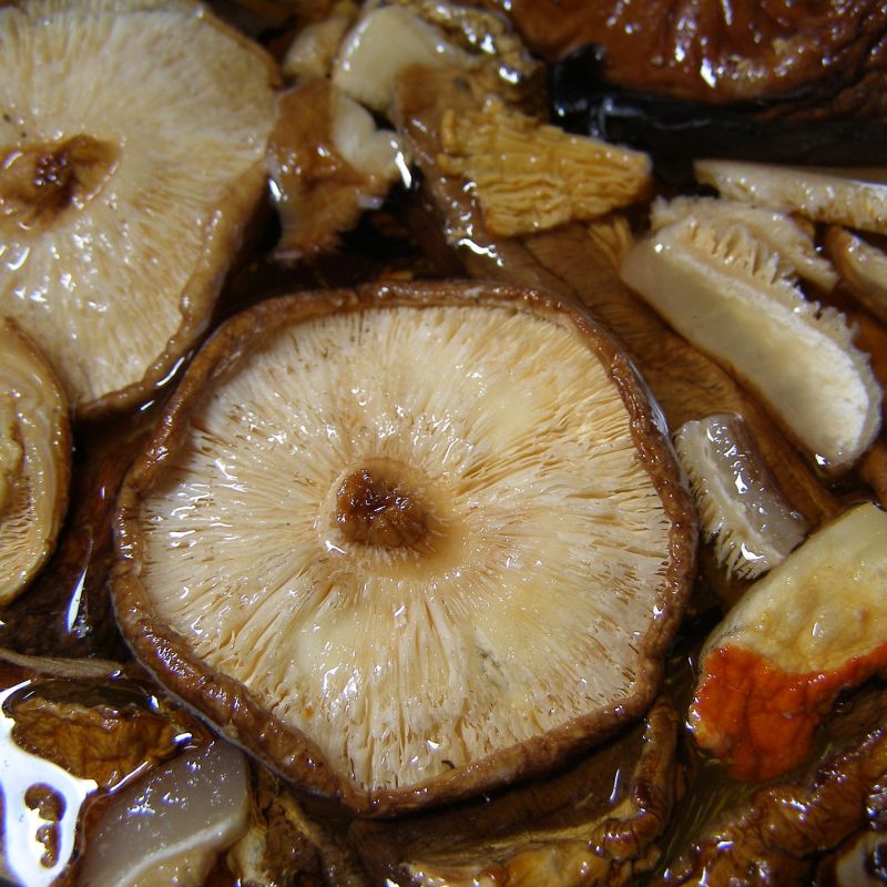 Shiitake