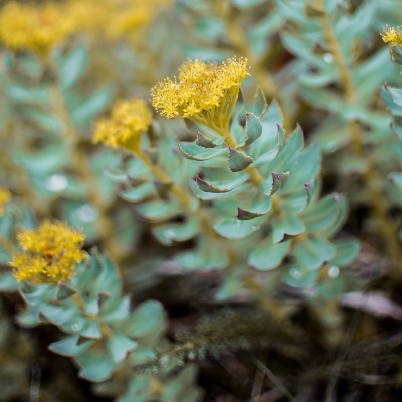 Rhodiola rosea