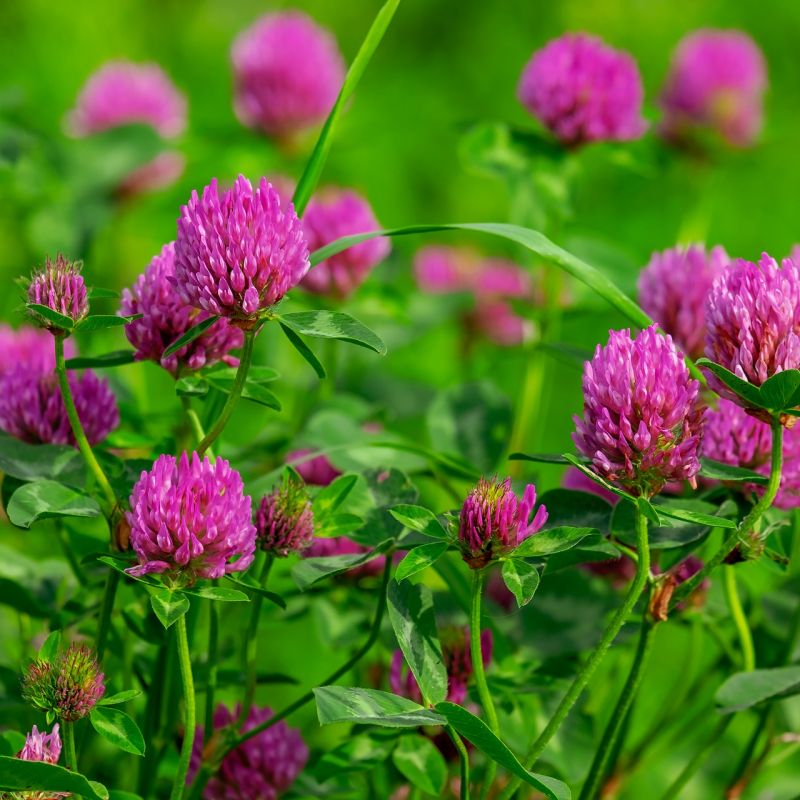 red clover