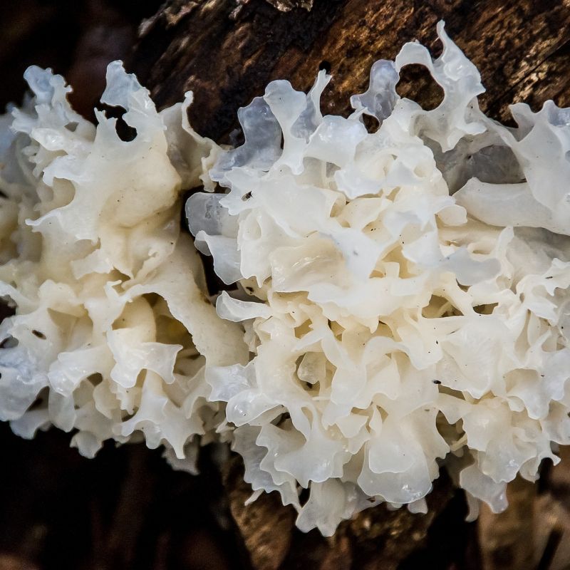 tremella