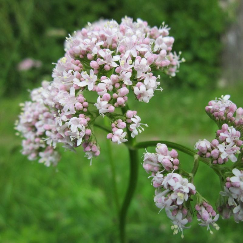 valeriana