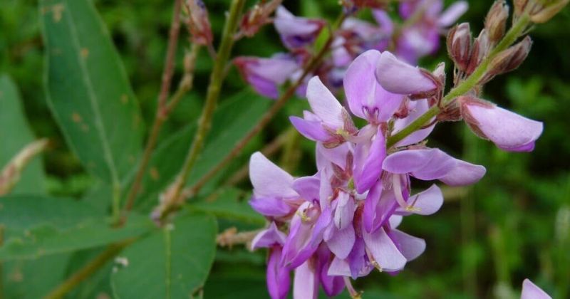 Desmodium