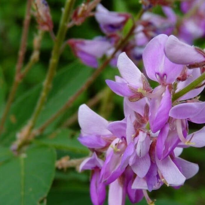 Desmodium