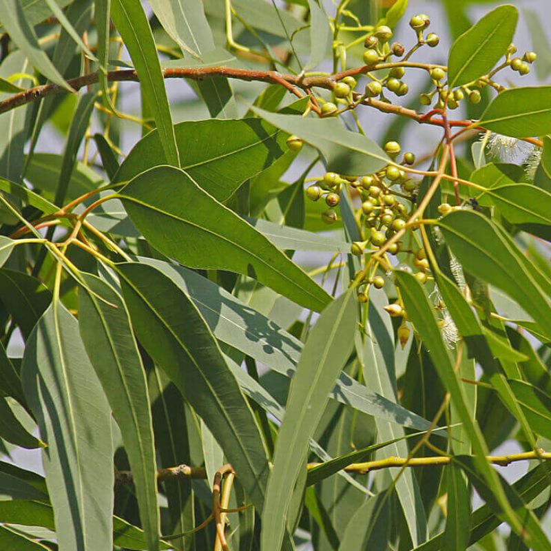 eucalyptus citriodora