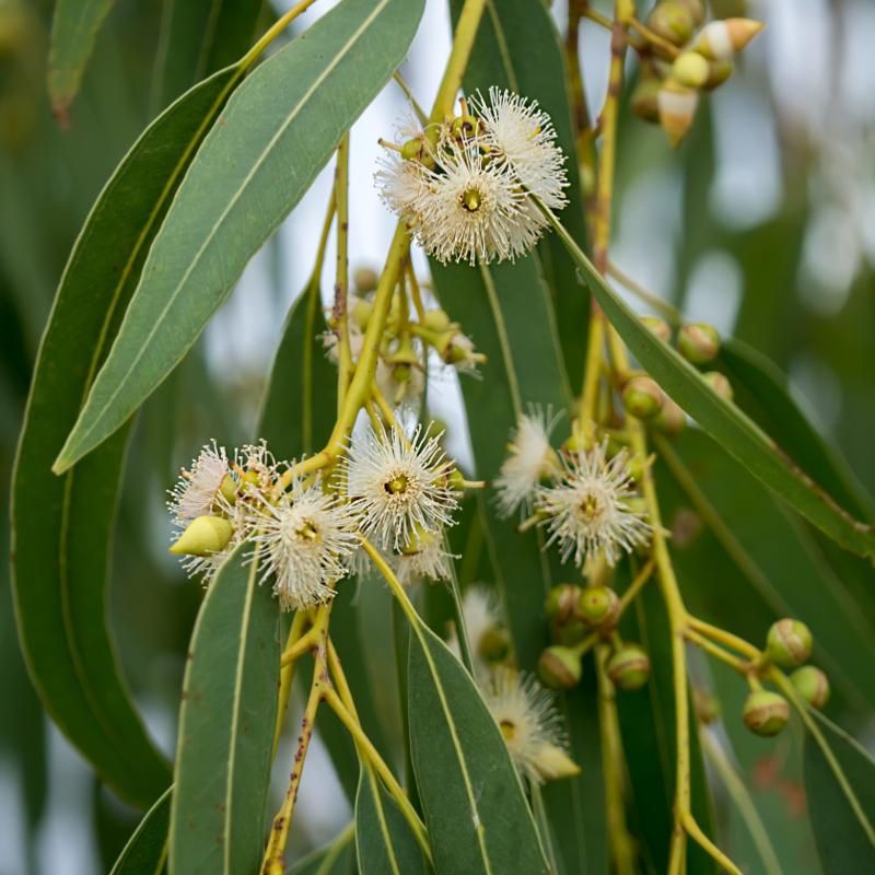 Eucalyptus globulus