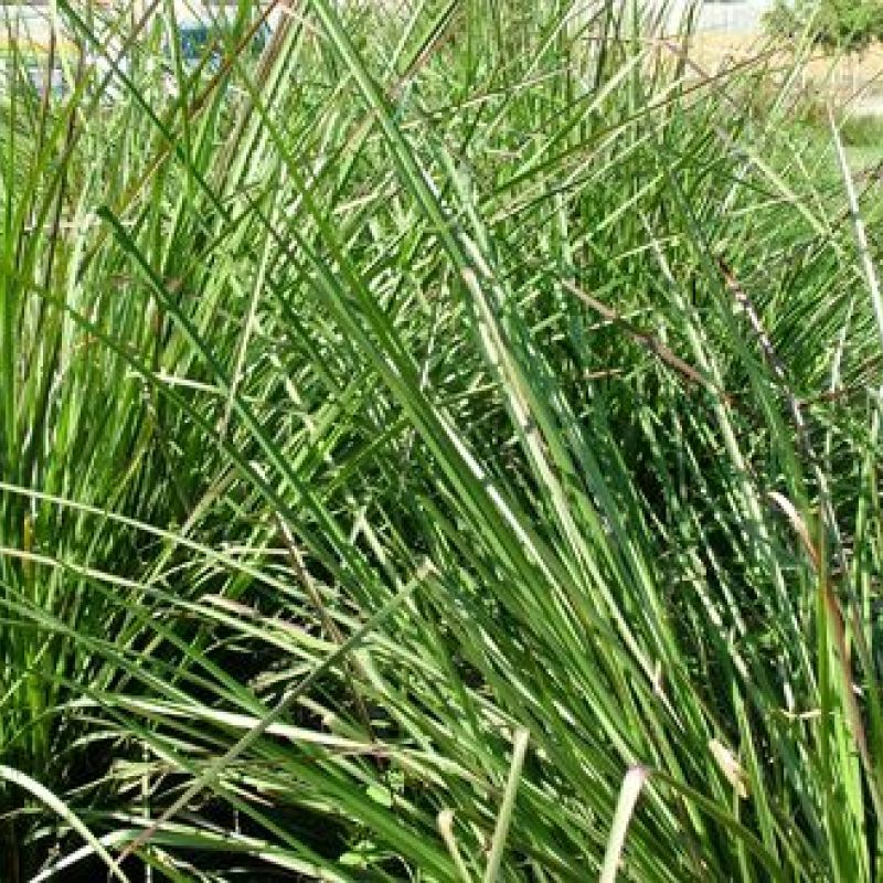 Vetiver