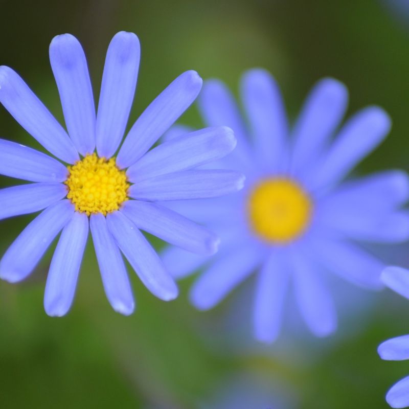 blue chamomile