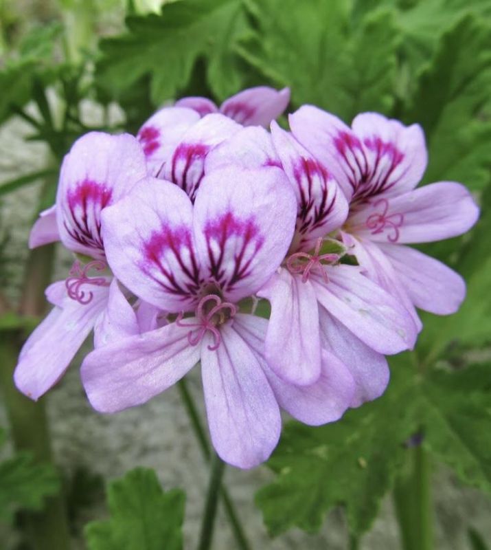 geranium