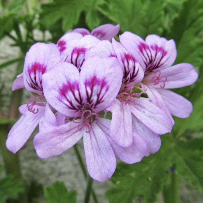 geranium