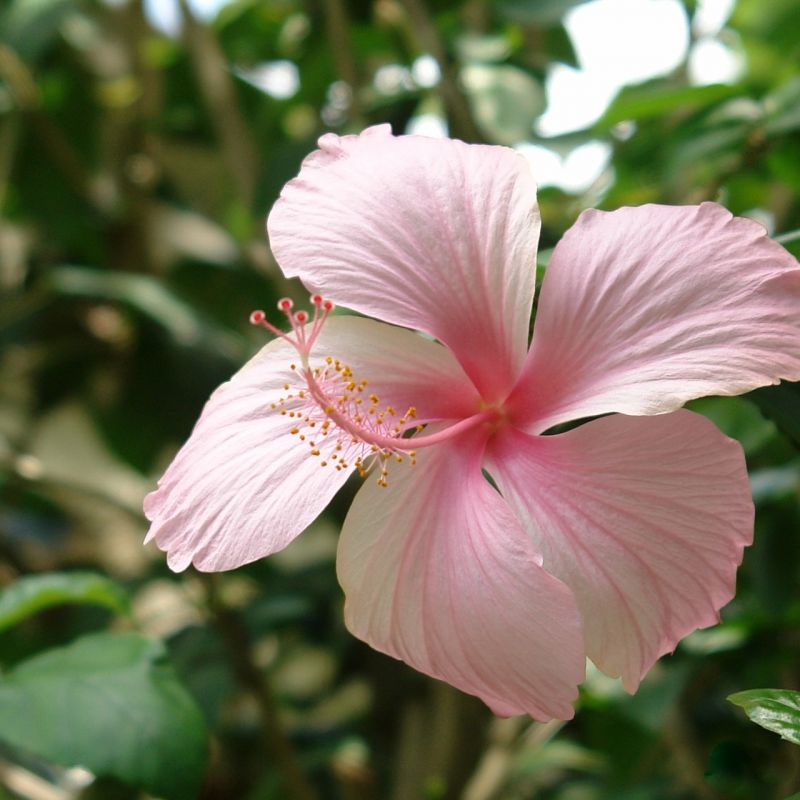 Hibiscus sabdariffa