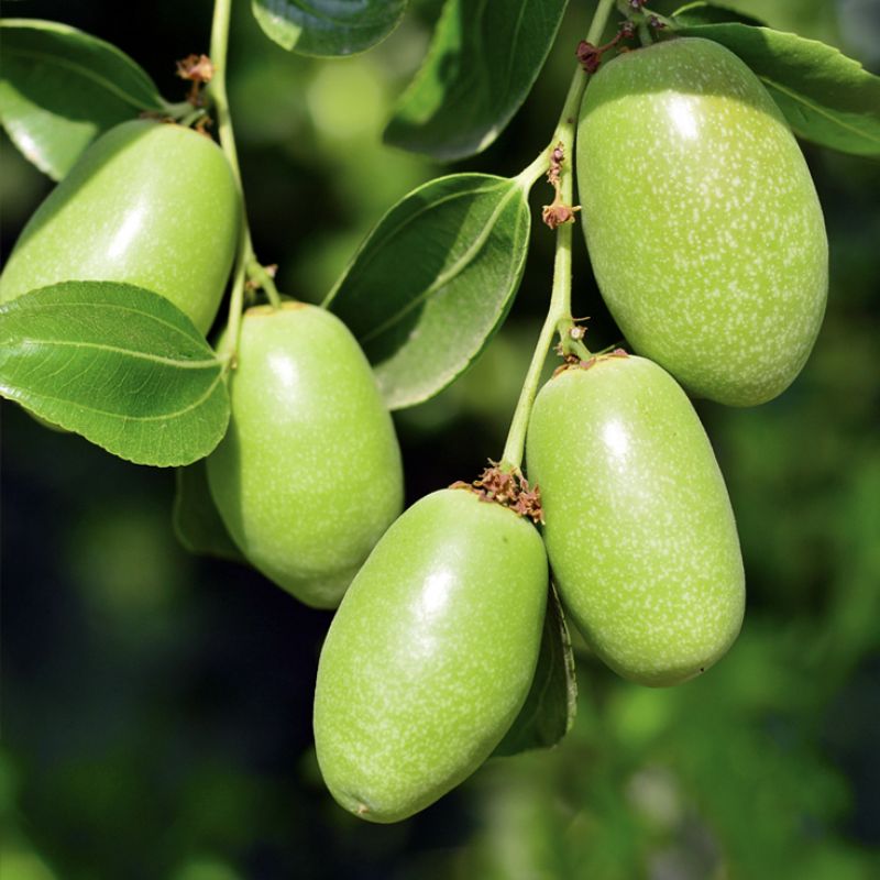 jojoba