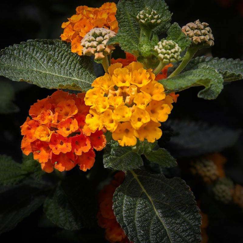 lantana