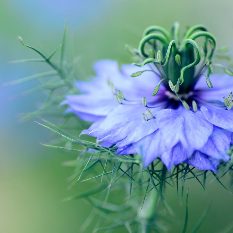 Nigella 