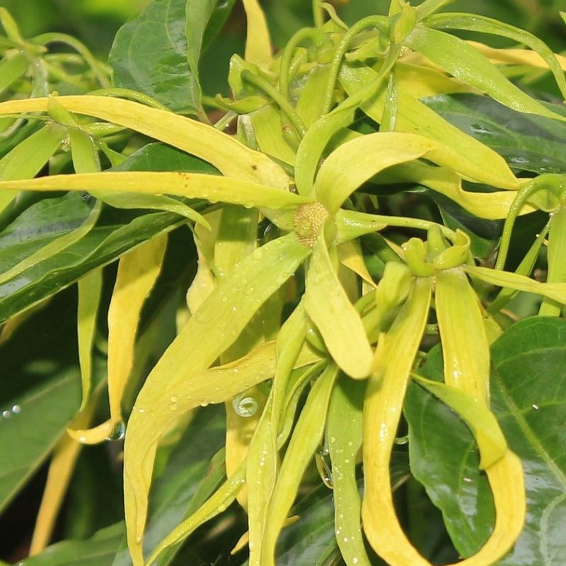 Ylang-Ylang