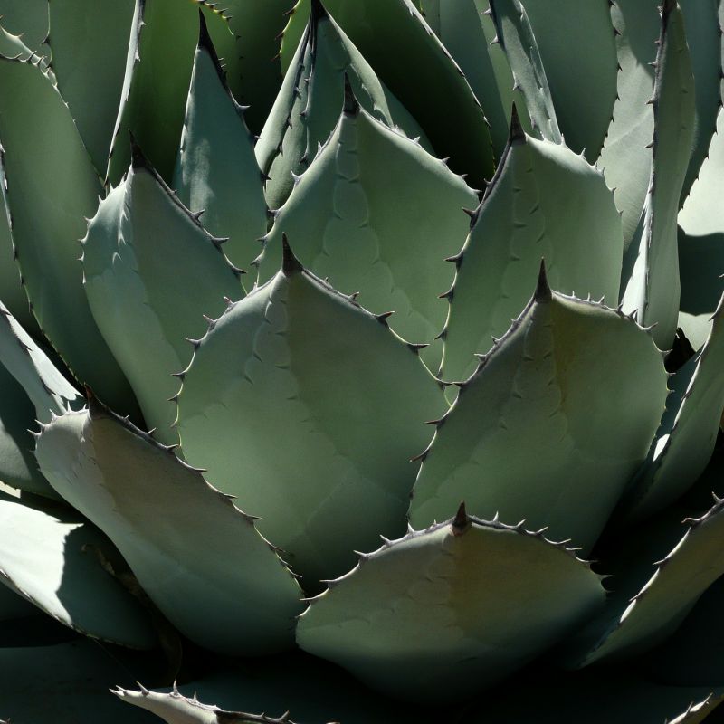 agave