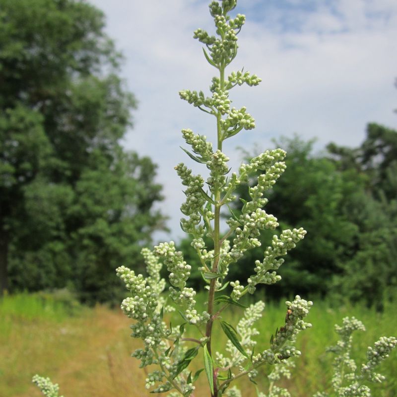 Artemisia