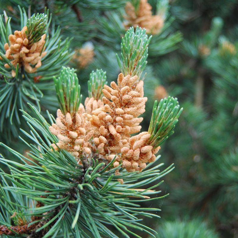 Pine buds