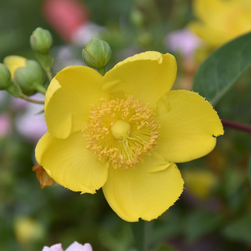 St. John's Wort