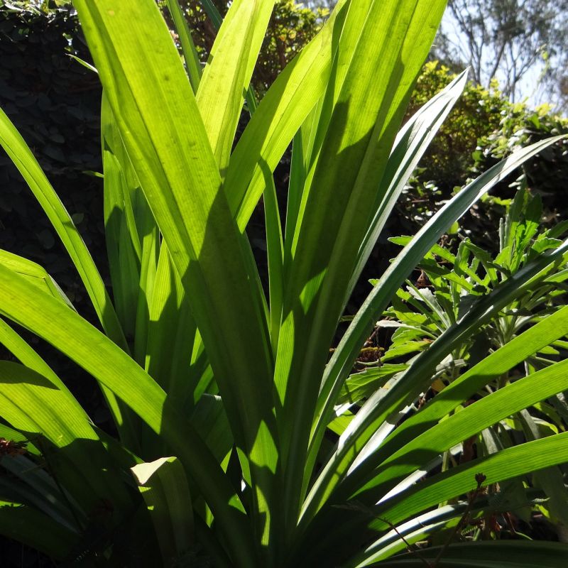 Pandanus