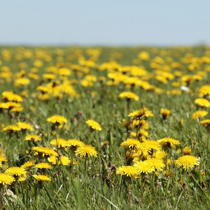 Dandelion