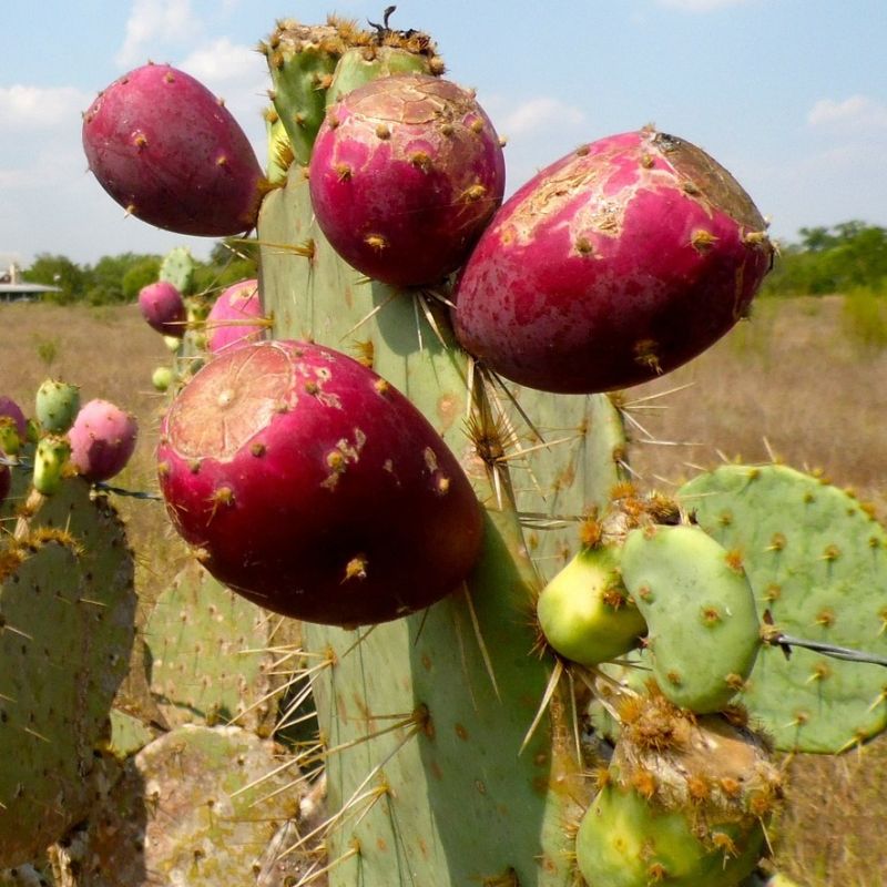 Nopal