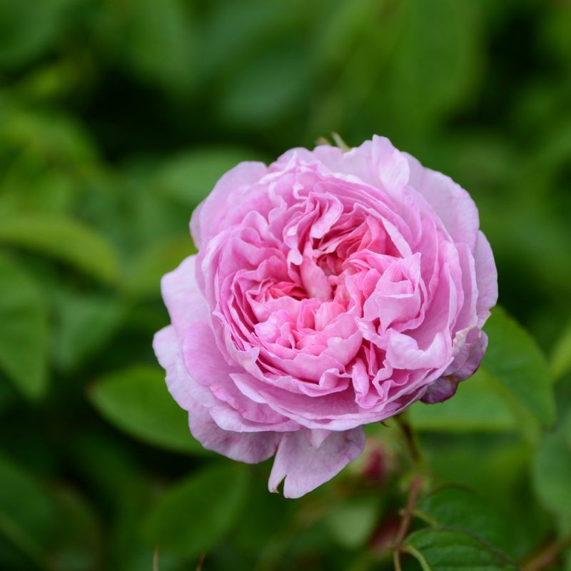 rosa centifolia