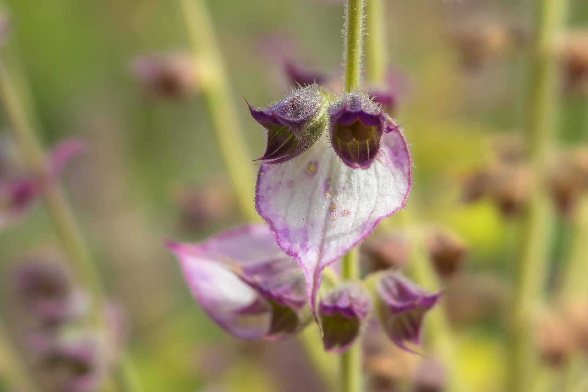 Растение мудрого. Шалфей мускатный (Salvia sclarea). Сальвия шалфей мускатный. Шалфей мускатный Вознесенский 24. Шалфей мускатный растение.