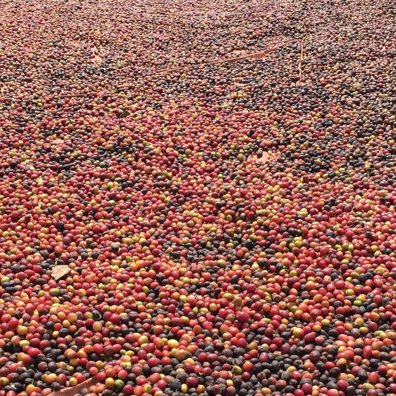 Coffee of Madagascar