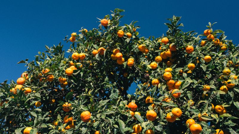 Orange tree